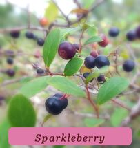 5900 sparkleberry pop thumb200