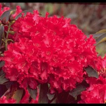 Fresh Jean Marie De Montague Rhododendron Large Rooted Plant Blood Red R... - £44.09 GBP