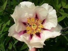 Rare &#39;Hua Ban&#39; White Peony Flower with Red Spot Shrub, 5 Seeds - $10.29