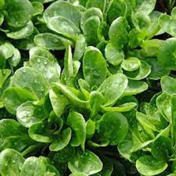500+ Organic  Dutch Corn Salad Seeds Broad Leaved Mache Greens  2025 Season - $5.02