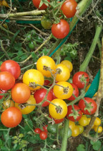 Fresh Seeds Mix Of Small Yellow And Red Cherry Tomatoes 25 Seeds - $20.96