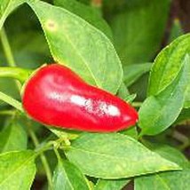 Thai Giant Hot Peppers Seeds 25 Seed Heirloom Organic Non Gmo Fresh - £8.50 GBP