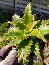 4&quot; Aloe Congolensis - £8.21 GBP