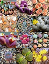 Color Lithops Mix Succulent Exotic Living Stones Desert Rock Seed Plant 50 Seeds - £10.38 GBP