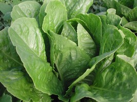 Parris Island Cos Organic Lettuce Seeds 1000 Seeds Fresh Seeds USA - $16.08