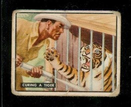 1950 Topps Trading Card Bring Em Back Alive Curing A Tiger Homeward Bound #81 - £3.93 GBP