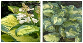 1 Live Potted Plant hosta GREAT EXPECTATIONS large thick 2.5&quot; pot - £36.16 GBP