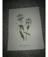 Vintage Blue-Eyed Mary (Colinsia Verna) Art Print for Framing 9 X 12 - £11.86 GBP