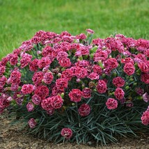 2.5&quot; pot sun dianthus Cherry Vanilla new Carnation Pinks - 1 Live Potted Plant - £39.07 GBP