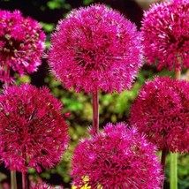 THJAR 100 Red Giant Allium Seeds Globemaster Allium Giganteum Onion Chive Seed - $9.98