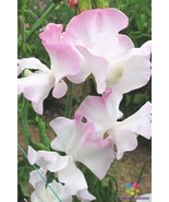 USA Seller 50 Anniversary Sweet Pea Seeds Fresh Seeds - £7.88 GBP