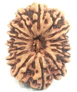 Super Collector 15 Mukhi Rudraksha - Nepal - 30.33 mm - IGL Certified - $17,816.68 MXN