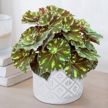 15 Seeds Begonia Neon Splash House Plant Flowers Beautiful Garden Fresh USA Gard - $12.49