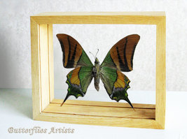 Teinopalpus Imperialis Kaiser-i-Hind Butterfly Entomology Double Glass Display  - $119.99