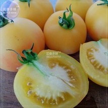 BELLFARM Wapsipinicon Peach Heirloom Tomato Bonsai  100 Seeds Edible Sweet Golde - £4.47 GBP