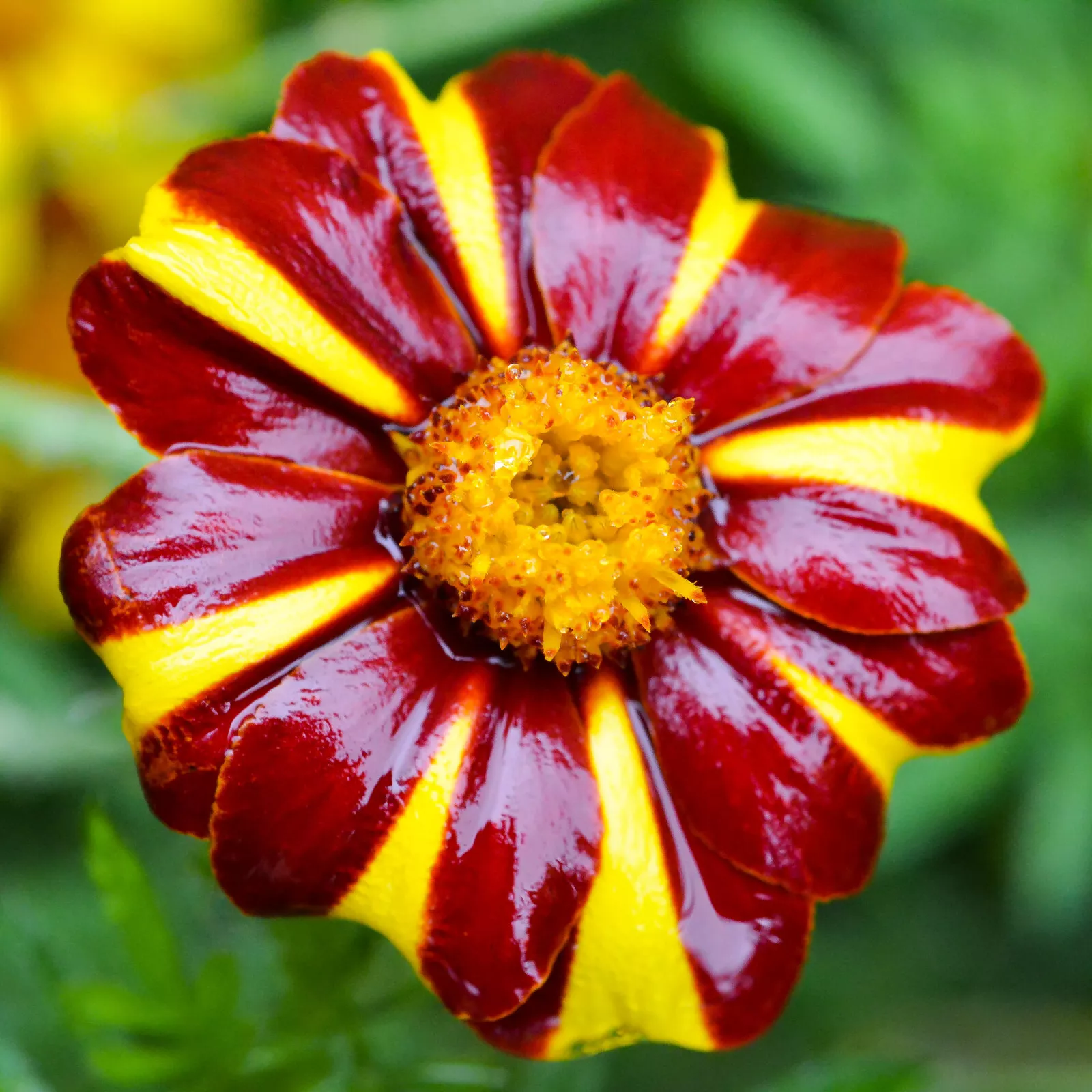 100 Court Jester Marigold French Tagetes Patula Red Yellow Striped Flower Seeds - £14.53 GBP