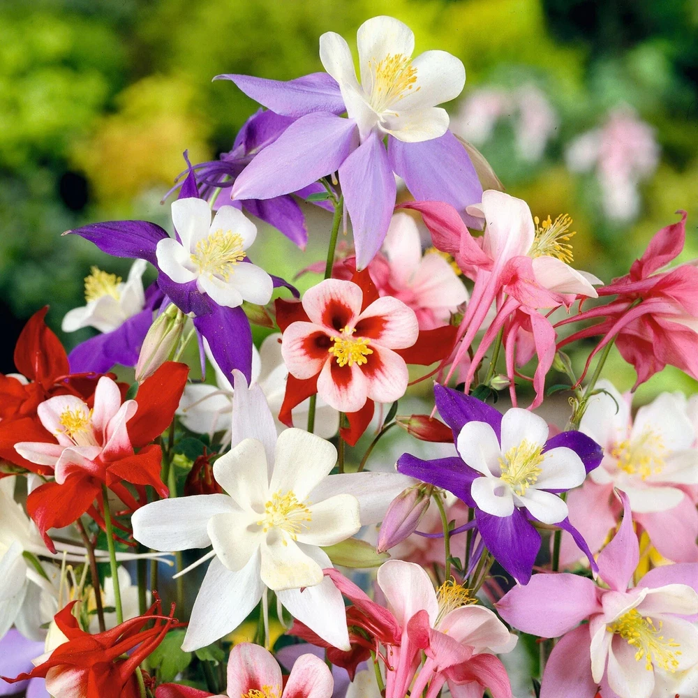 300 Columbine Mckana Giants Seeds Perennial Flower Mixed Colors  - $2.99