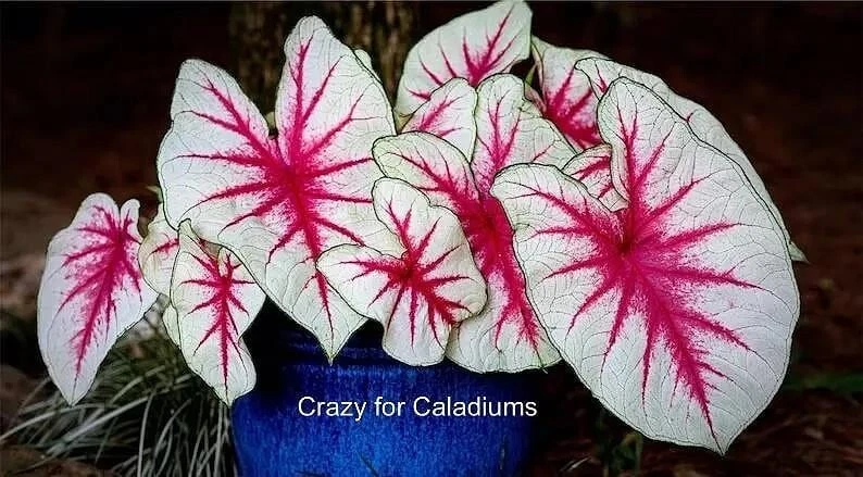Set of 2 Caladium &#39;Fiesta&#39; Bulbs 1-1.5&quot;  New Crop 2025 - Available to sh... - $26.06