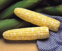 G_S Serendipity (bicolor) Corn Seeds - $8.06