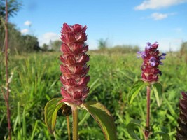 200 Seeds Heal All Herb Prunella Vulgaris Bulk Self-Heal Fresh Seeds - $5.58
