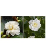 Buttermint, Camellia Japonica, Live Starter Plant - $47.99