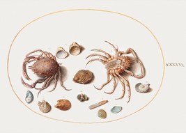 14186.Decor Poster.Room wall art design.Renaissance nature drawing.Sea Crabs - £12.94 GBP+