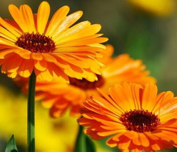 Calendula Seeds, 25 Seeds, Calendula Officinalis, Pot Marigold, Medicinal Herb F - $9.95