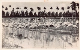 Miami Florida FL-HIALEAH Park FLAMINGOS~1930s Simpson Real Photo Postcard - £4.76 GBP