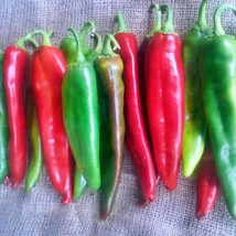 Guizeppi Chile Pepper Heirloom Seeds Hatch Green Mild Non-Gmo USA SELLER - £7.11 GBP