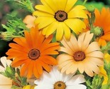 200 Seeds African Daisy Mix Seeds White Orange Yellow Apricot Drought To... - $8.99