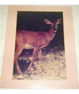 SIGNED MARK J. THOMAS &quot;BUCK IN VELVET&quot; KEY DEER PRINT - $24.41