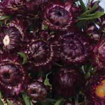 100 Strawflower Purple Red Seeds Usa Seller - £7.24 GBP