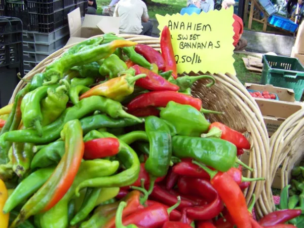 Fresh Pepper Anaheim Hot Chile Pepper 75 Seeds Ship From Usa - £1.48 GBP