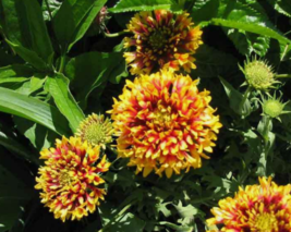 30 Pc Seeds Sundance Bicolor’ Gaillardia, Indian Blanket Seeds for Planting | RK - £13.38 GBP