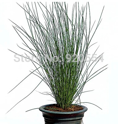 NEW! 10pcs/lot Ornamental rush (Juncus effusus L) seed bonsai flower plant seed  - $10.74
