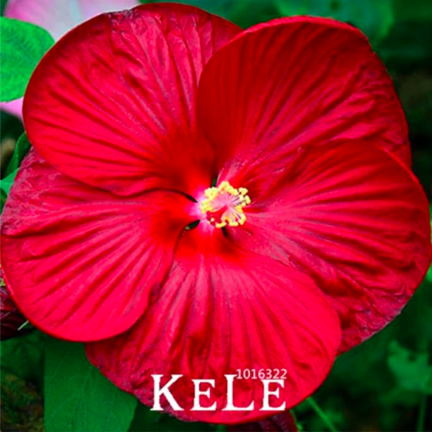 Giant Hibiscus Flower Flores Beautiful Flower Seed Plant Color 12 Garden Fresh U