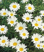 Shasta daisy seeds   bee and butterfly pollinator   monarch12 thumb200