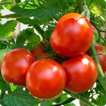 Oregon Spring Tomato Seeds Organic US Fast Shipping - $1.98