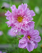 40 Cosmos Double Click Rose Seeds Flower Annual Long Lasting  - £14.01 GBP