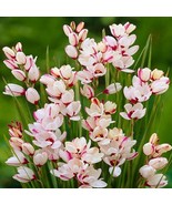 5 Flower bulbs Tulip species Clusiana Tubergens Gem - €25,98 EUR