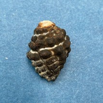  #5 Morula (Tenguella) granulata 18.2mm Batangas, Philippines, Intertida... - $2.96