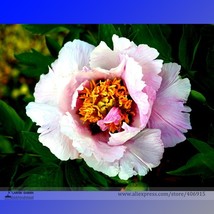 Hua Wang White Pink Black Peony Plant Seeds 5 Seeds Strong Fragrant Flowers E331 - $9.86