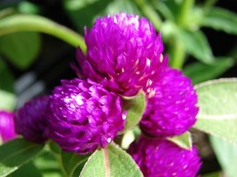 40 Purple Gomphrena Gnome Flower Seeds AnnualFrom US - $8.35