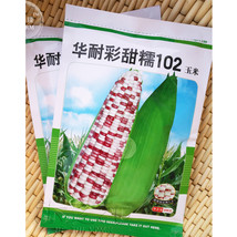  Corn Colorful Sweet Glutinous Corn 200 Seeds - £19.08 GBP