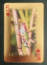 Animal-Themed Golden Foil PVC Mini Playing Card Grasshopper 5 Hearts - $1.84