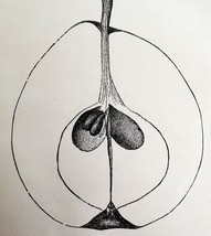 Le Conte Pear Cross Section Drawing Victorian 1887 Art Plate Print DWT9B - $460.52 MXN