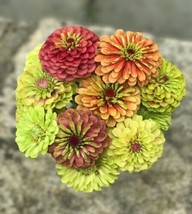 Semilir 100 Queen Lime Mix Zinnia Seeds USA  Fast Grow From US - £9.11 GBP