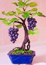 50 pcs Big Miniature Grape Vine Seeds Purple Fruits FROM GARDEN - £5.17 GBP