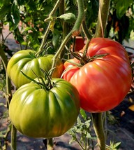 30 Giant Belgium Pink Tomato Seeds 2024 Heirloom Seed Usa Fresh Garden - $6.76