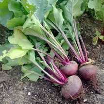 Detroit Dark Red Beet Seeds 200 Ct Vegetable Fresh Garden USA Shipping - £4.89 GBP